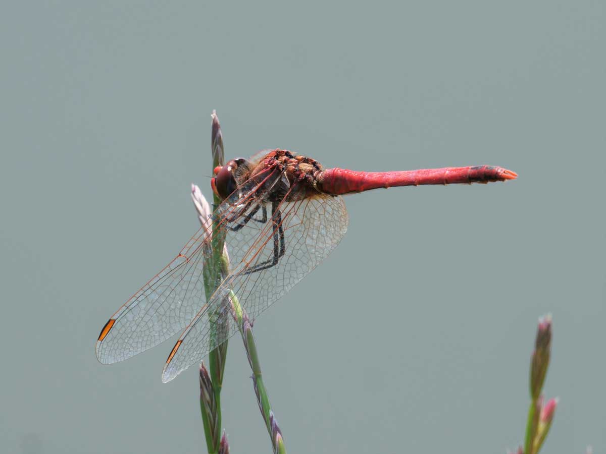 Sympetrum_fonscolombii